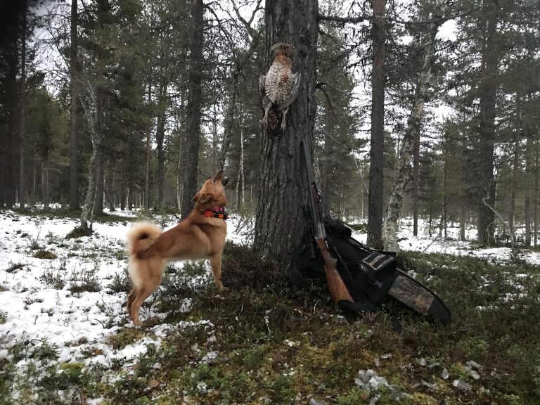Pidempi metsästysaika vaikuttaa kanalintukantoihin korkeintaan muutamia prosentteja
