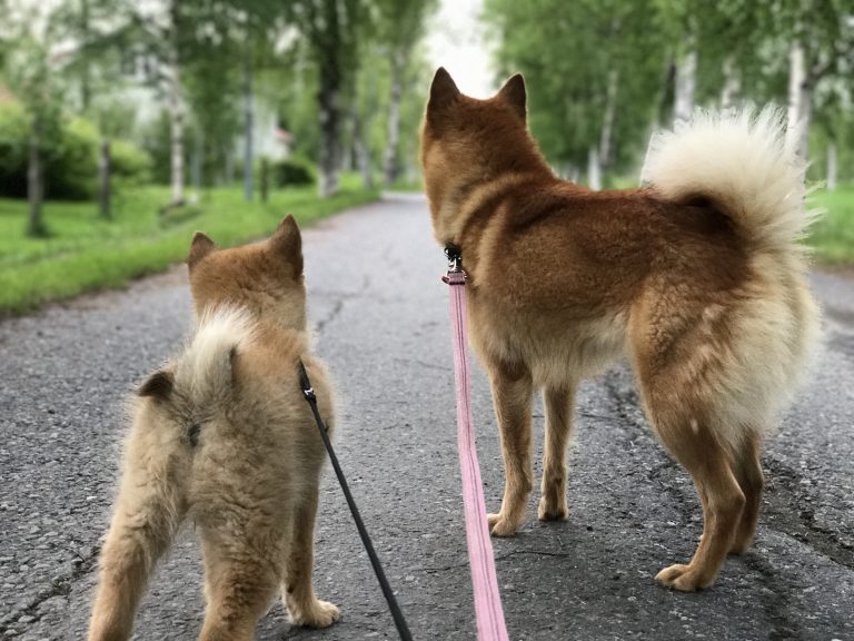 Koiravakuutus metsästyskoiralle: suomenpystykorvan vakuutusvertailu 2026