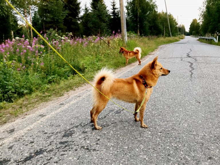 Suomenpystykorva vai pohjanpystykorva: kumpi sopii sinulle?