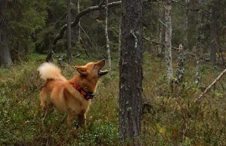 Näädänpyynti sulalta maalta suomenpystykorvan avulla