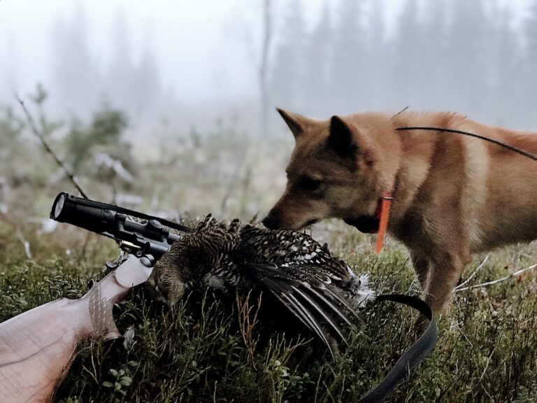 Pidempi linnunmetsästysaika auttaa kansalliskoiraamme suomenpystykorvaa