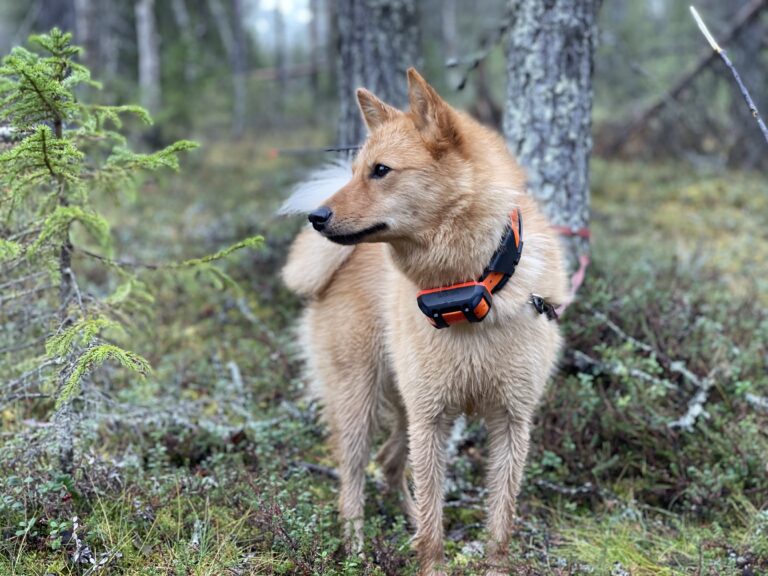 Paras GPS-panta suomenpystykorvalle 2026: Garmin, Tracker vai joku muu?