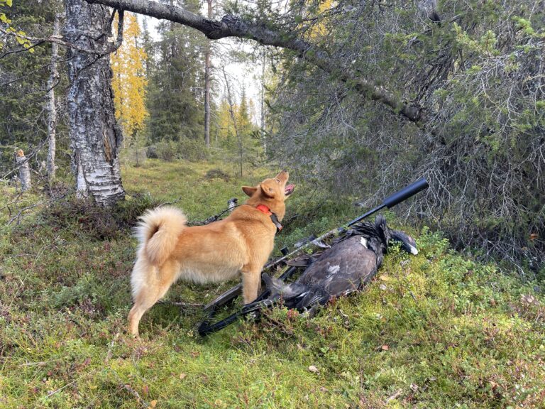Lapissa metsoa ja teertä saa metsästää vain luotiaseella 1.10.-10.12.